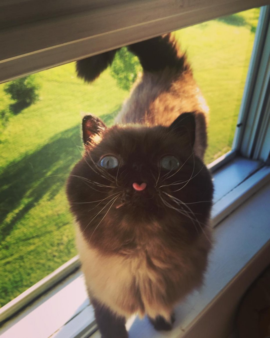 Котик с высунутым языком милый