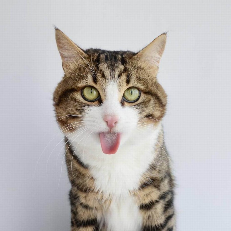 Коты с высунутым языком