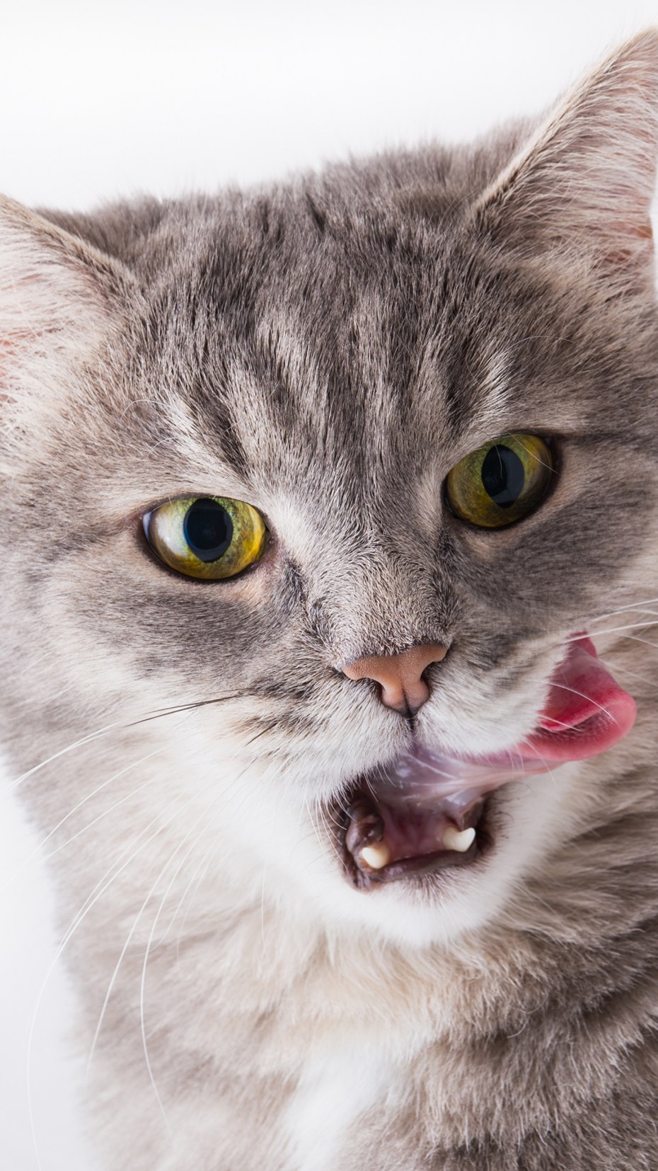 Котенок с высунутым языком