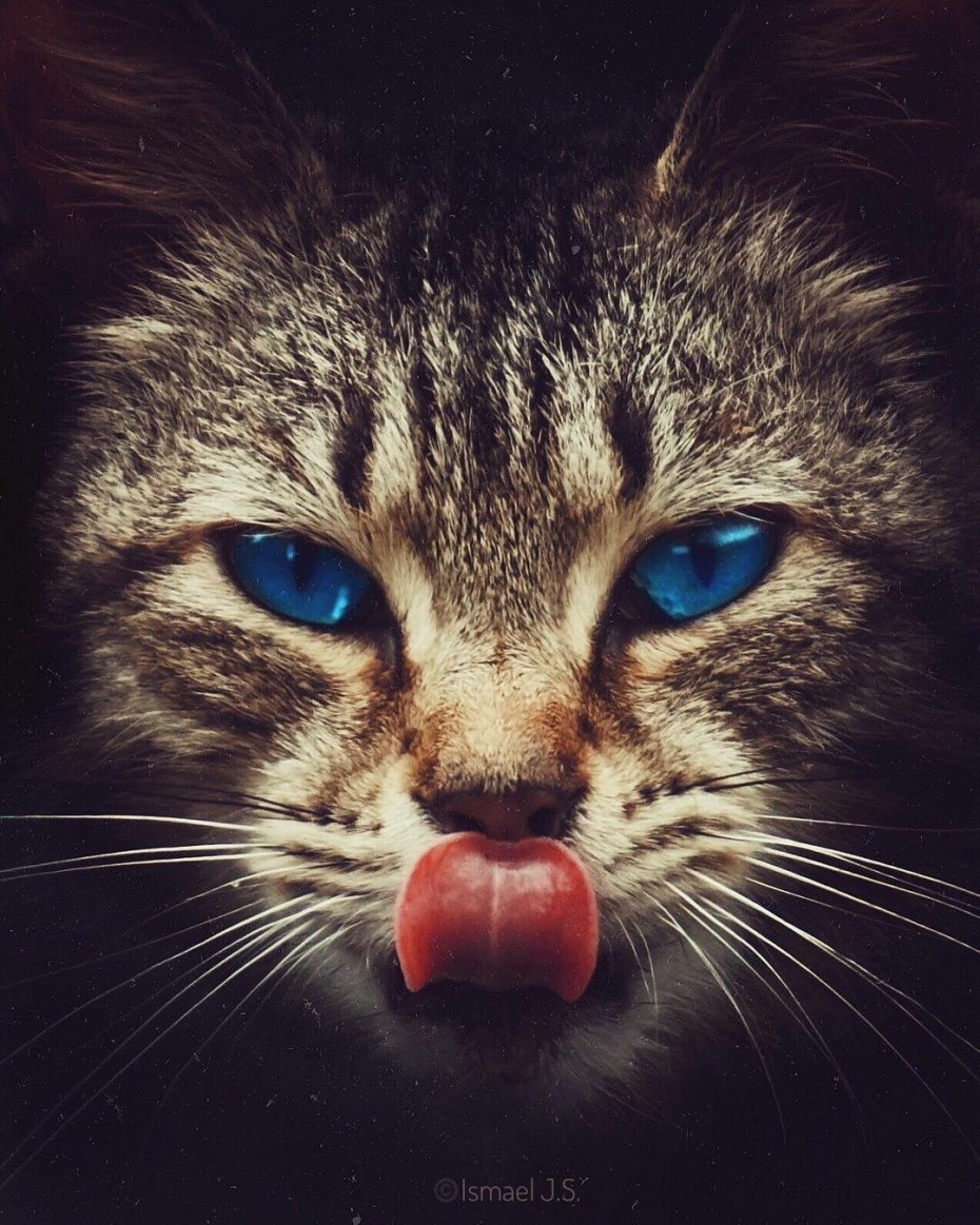 Котенок с высунытым язычком