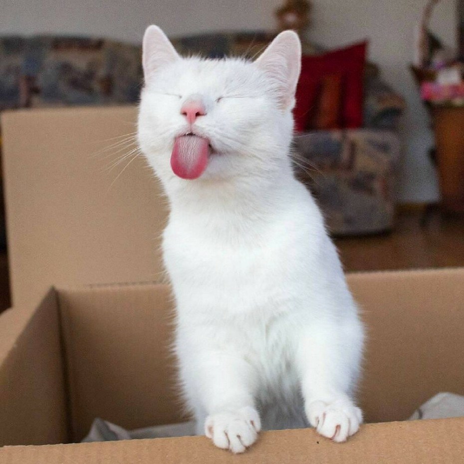 Котенок с высунутым языком