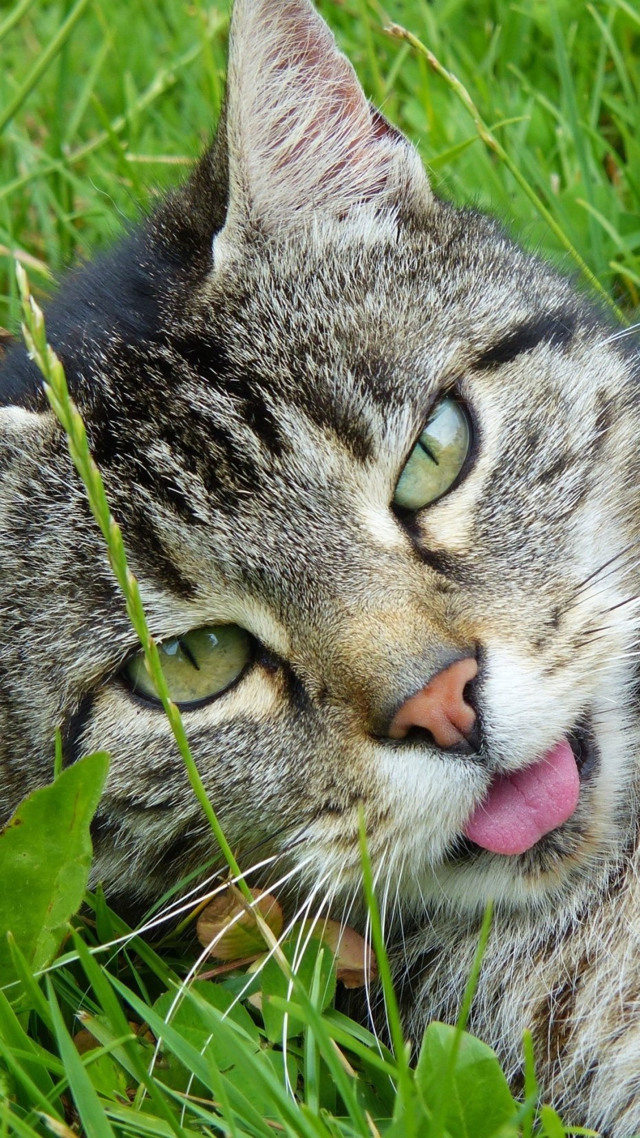 Коты с высунутым языком