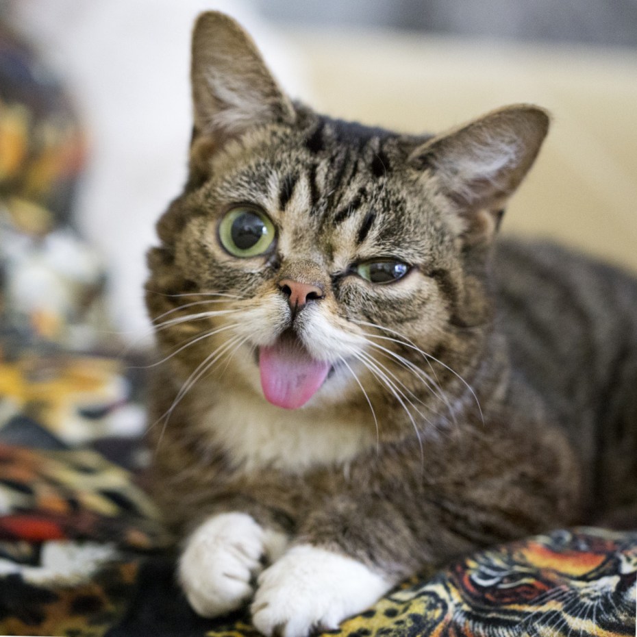 Котенок с высунутым языком