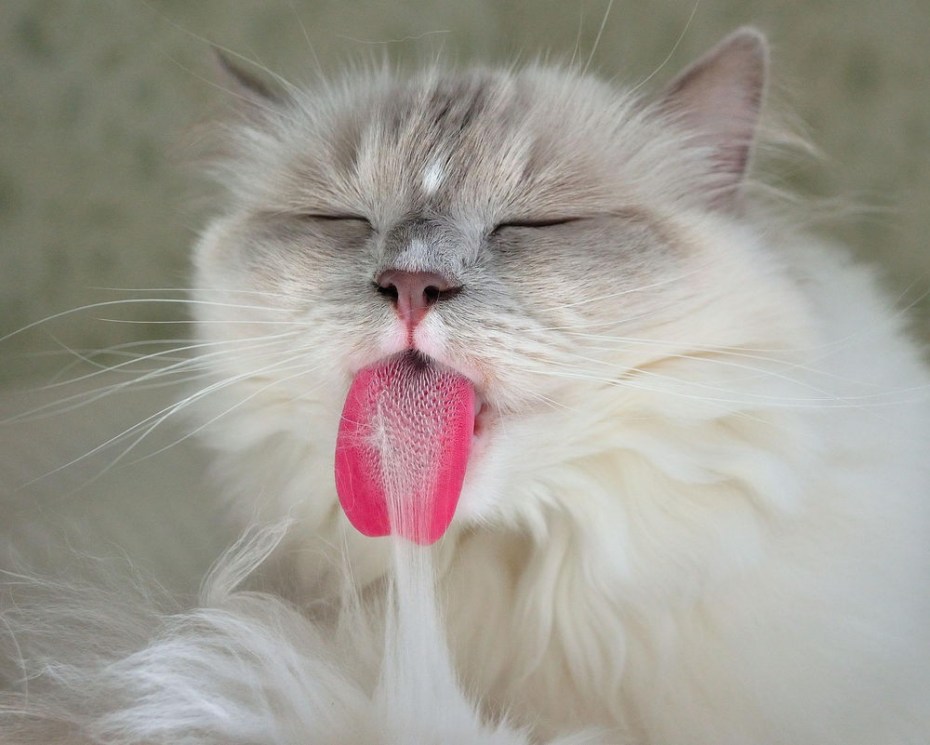 Котик с высунутым языком