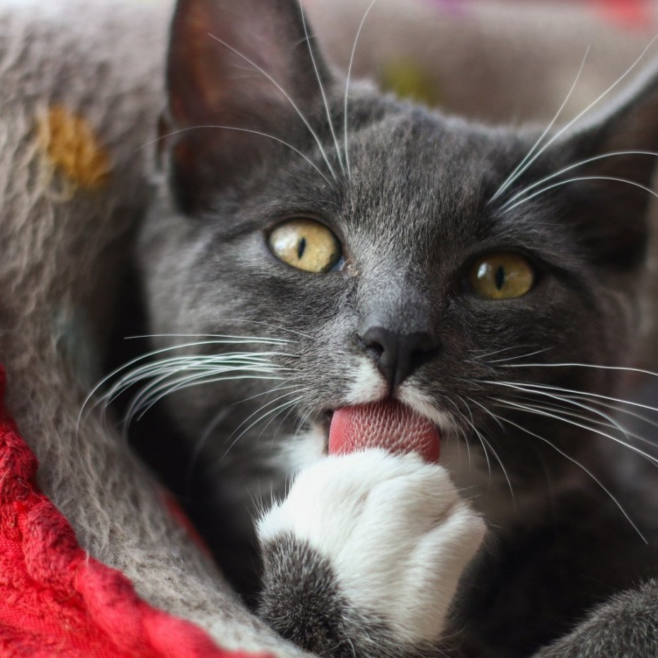 Котик с языком