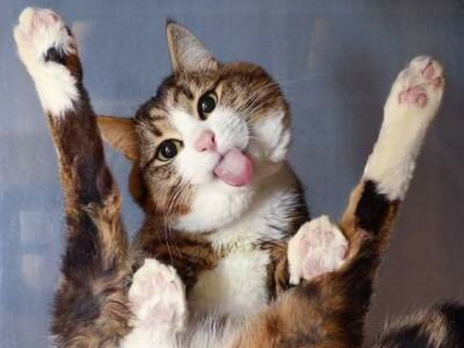 Смешной кот