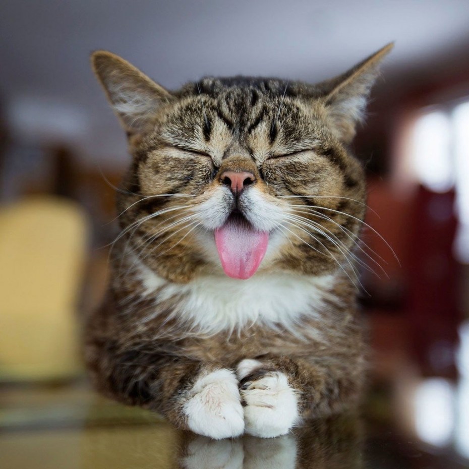 Котенок с высунутым языком