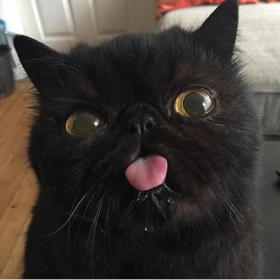 Черные коты с высунутым языком