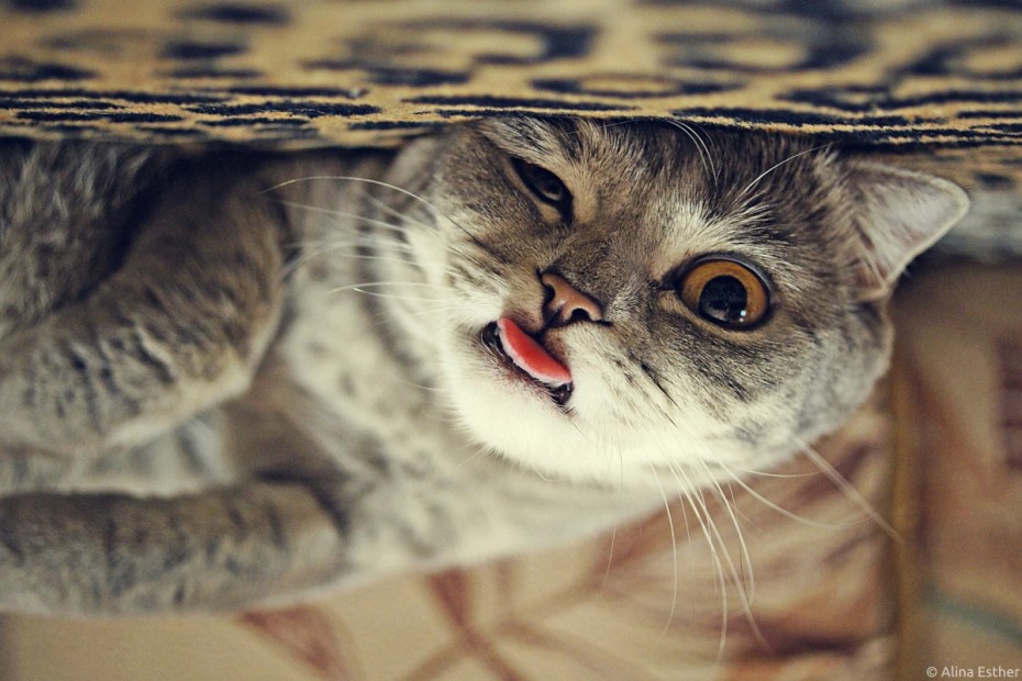 Уставший кот