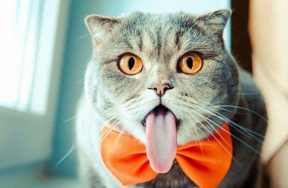 Котенок с высунутым языком
