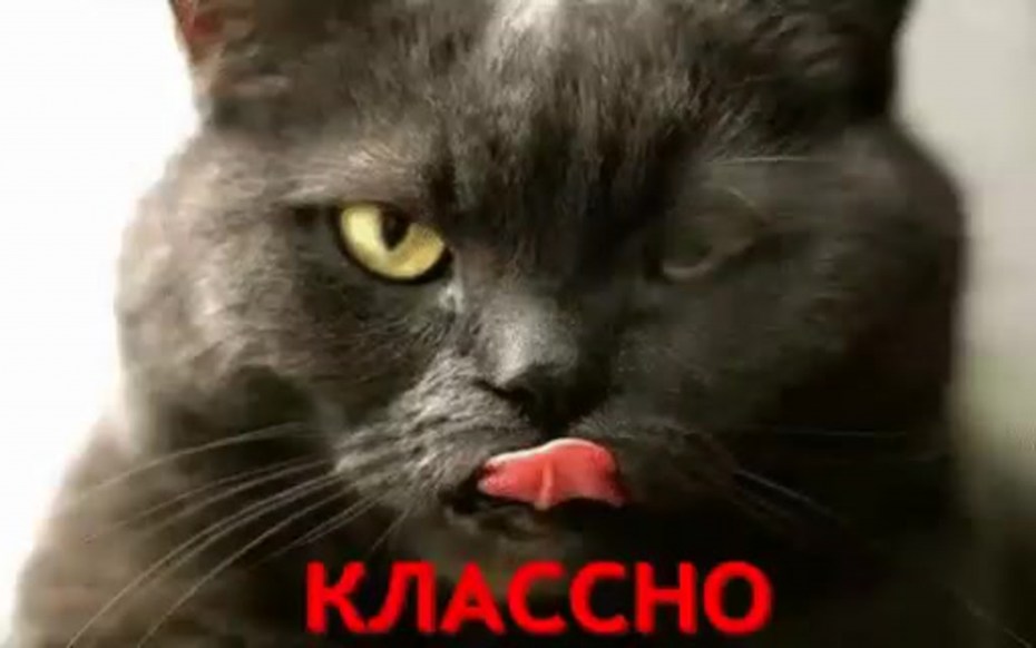 Кот подмигивает