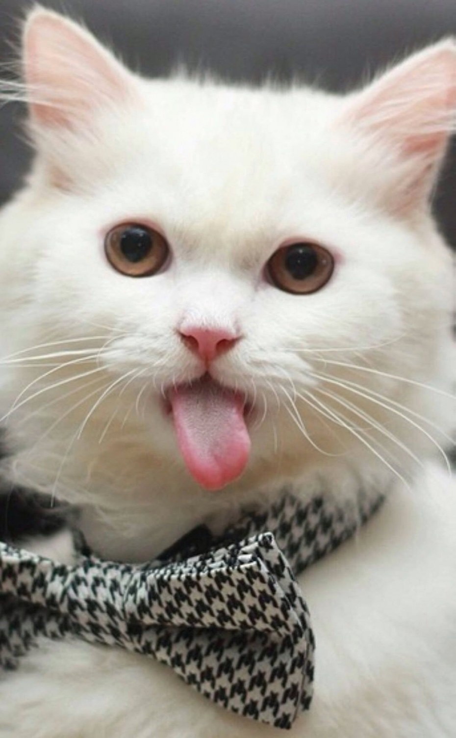 Кошка показывает язык