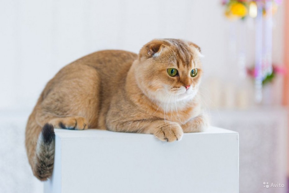 Скоттиш фолд Золотая шиншилла