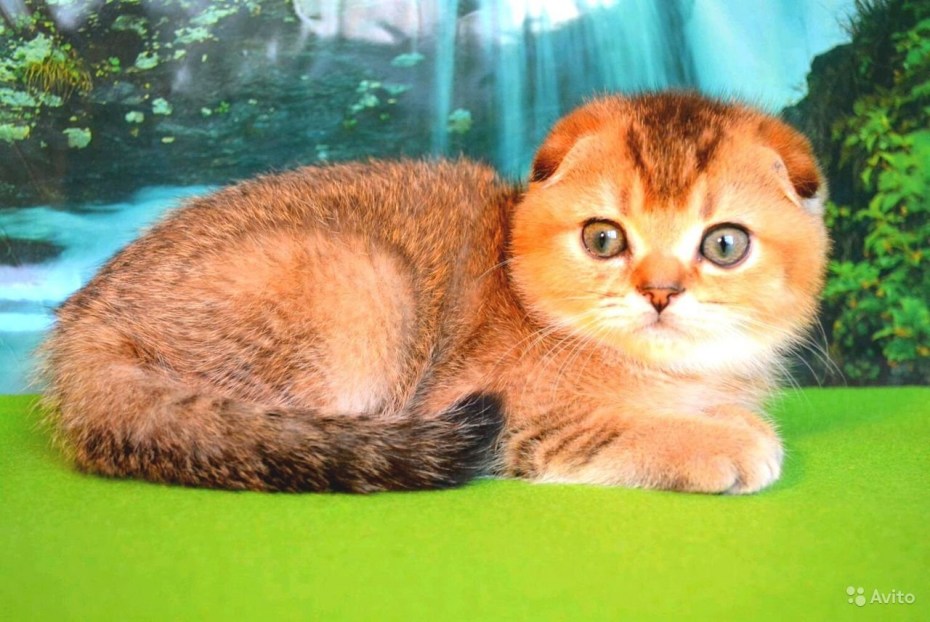 Котята золотой шиншиллы фолд