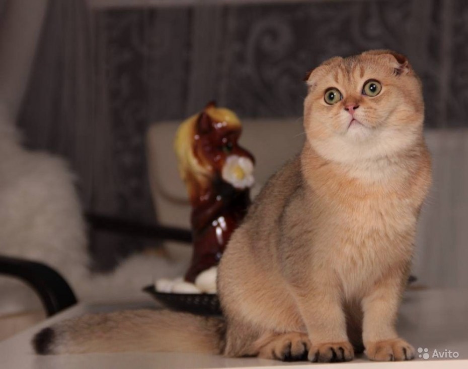 Шиншилла Золотая Сильвер