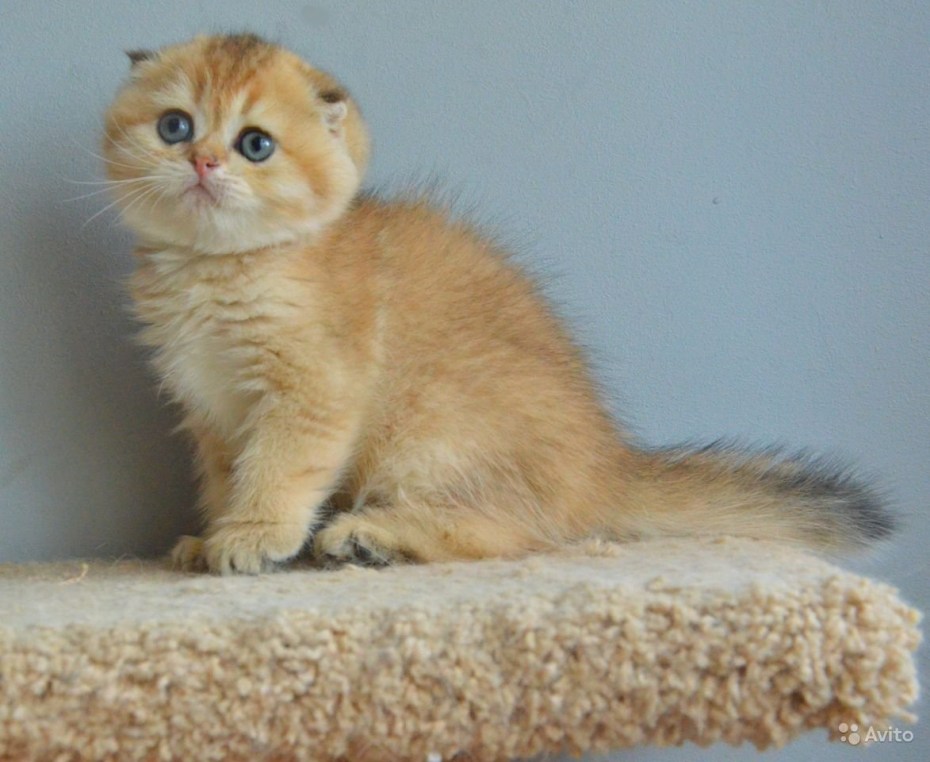 Авито котята