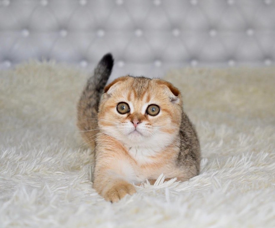 Шотландская короткошерстная Золотая шиншилла
