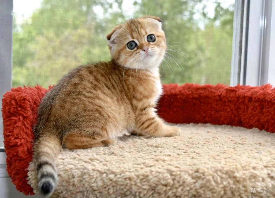 Шотландская кошка Золотая шиншилла