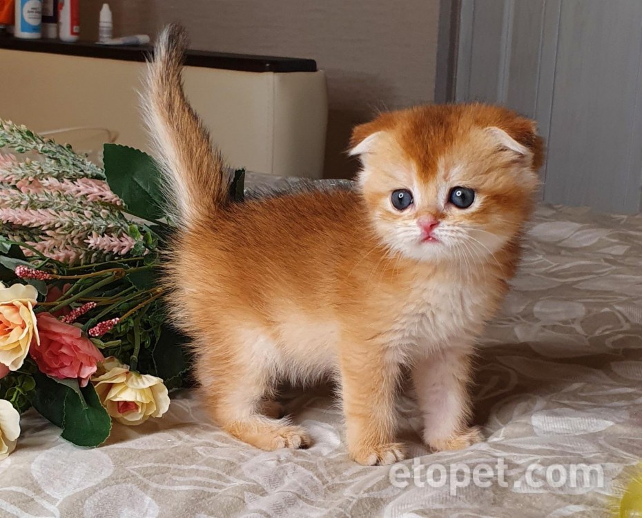 Шотландская вислоухая кошка Золотая Текирова