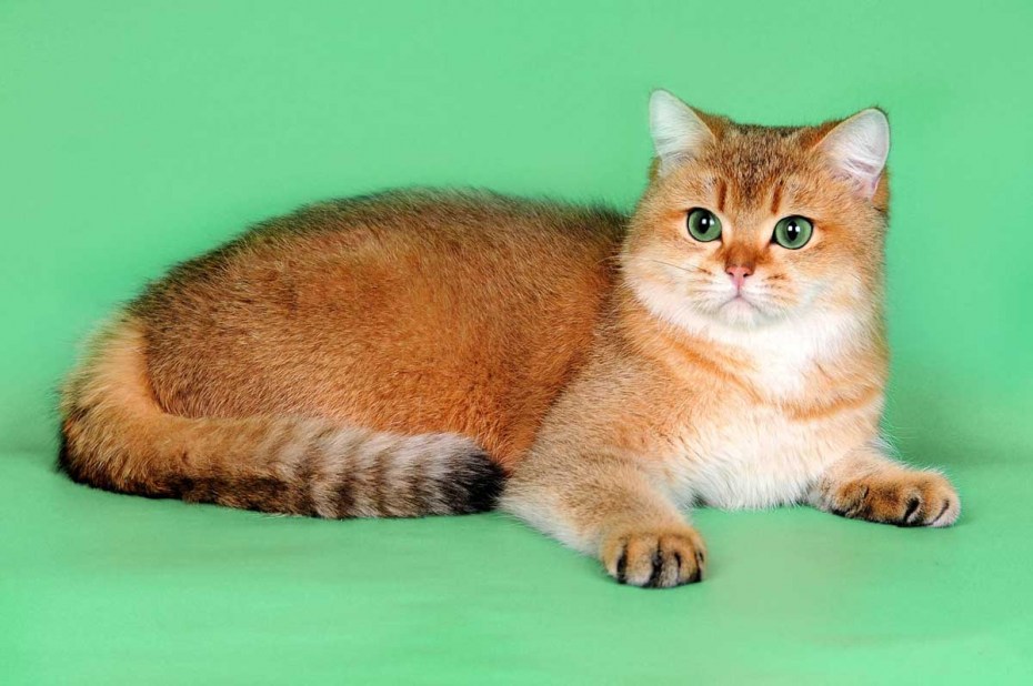 Скоттиш страйт ny25