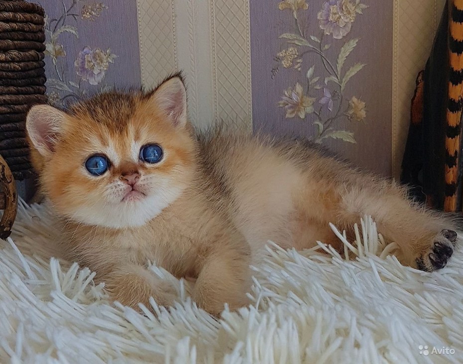 Британская Золотая шиншилла Манчкин
