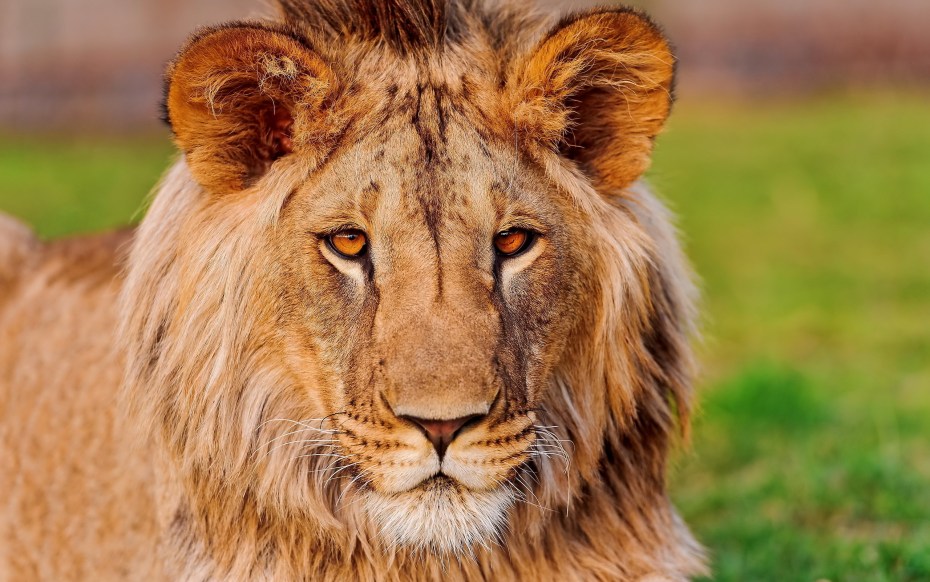 Лев (Panthera Leo)