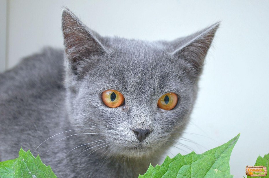 Британская кошка короткошерстная серая