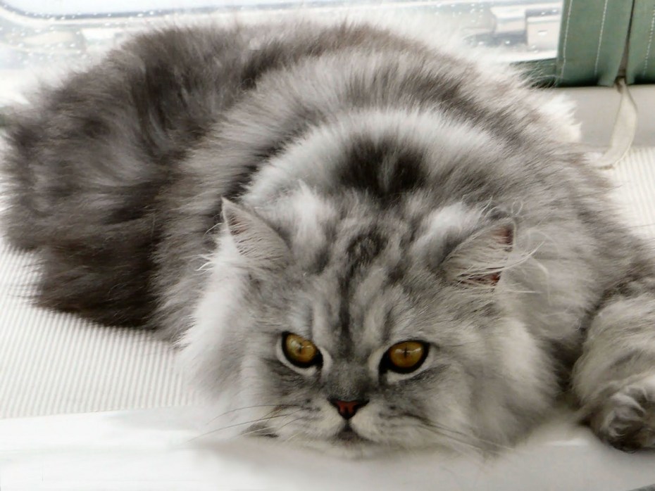 Британская кошка короткошерстная серая