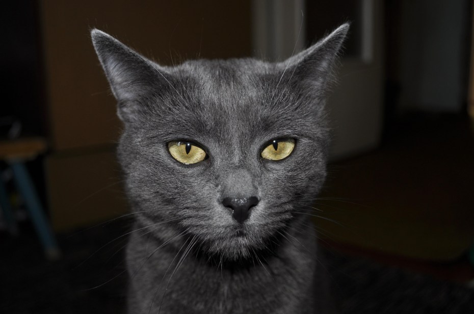 Пепельный окрас кошки