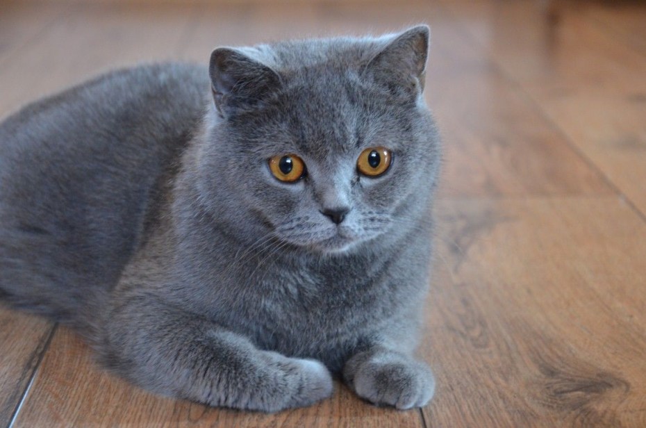 Кошка Британская гладкошёрстная серая