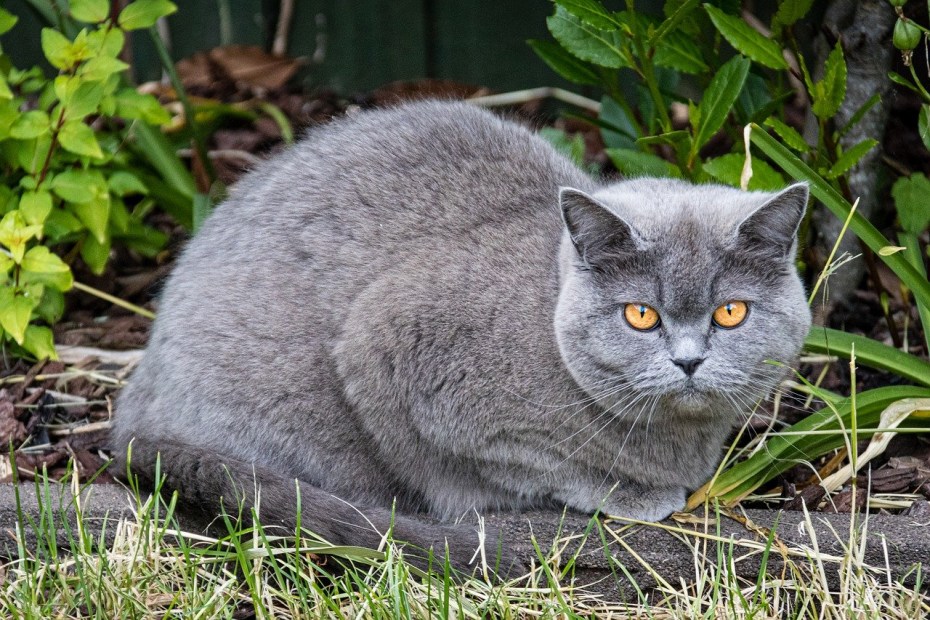 Пепельная кошка