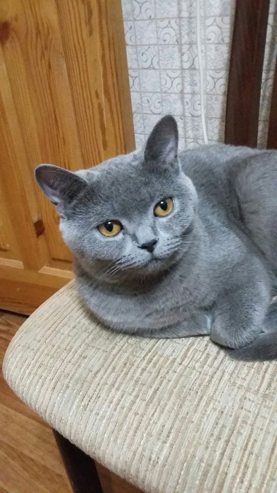 Кот Мейн кун серый