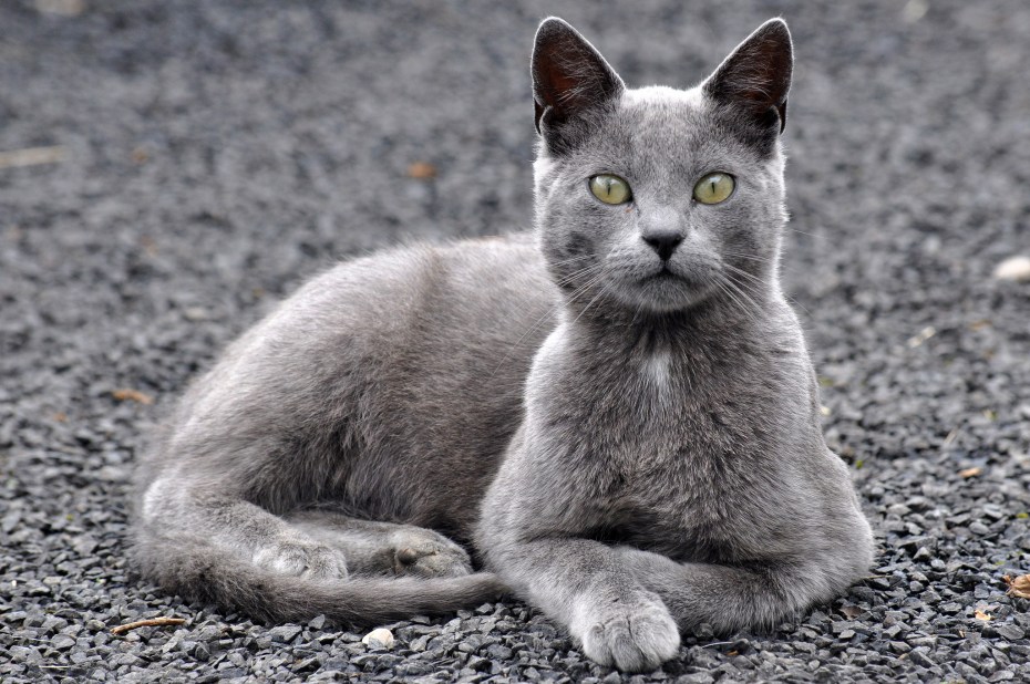 Кошка серая