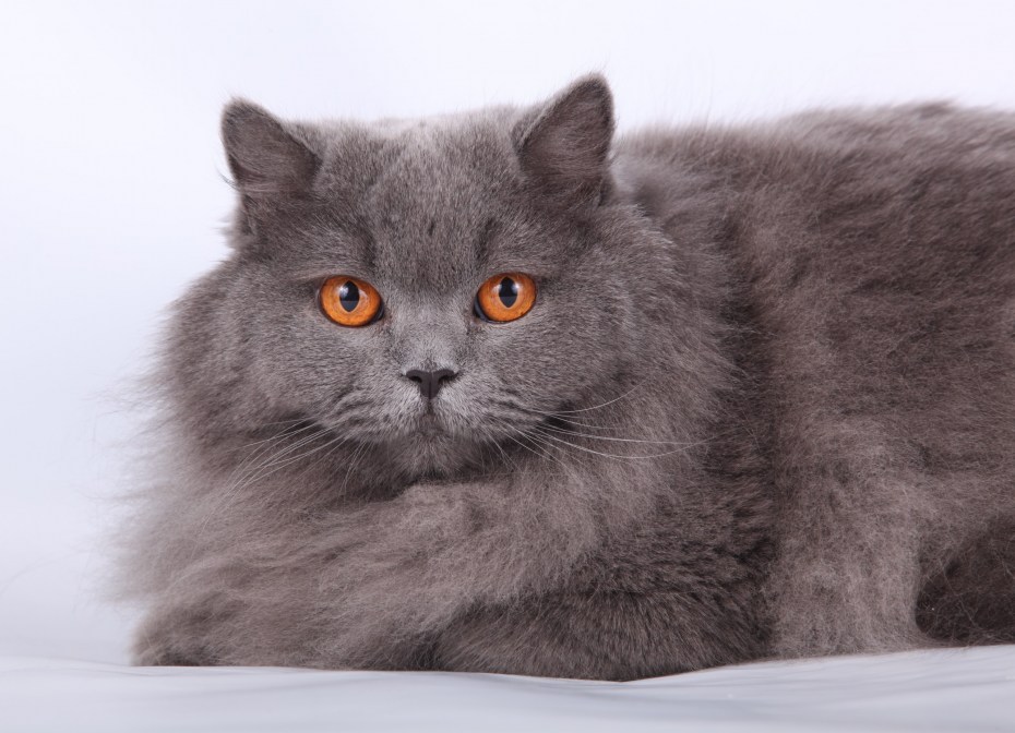 Британская пепельная кошка