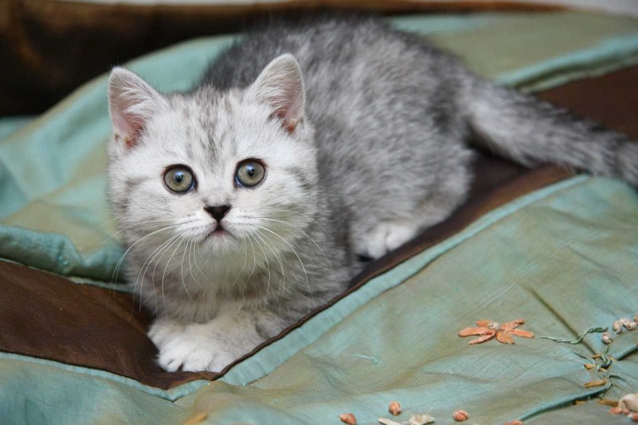 Кошка серая