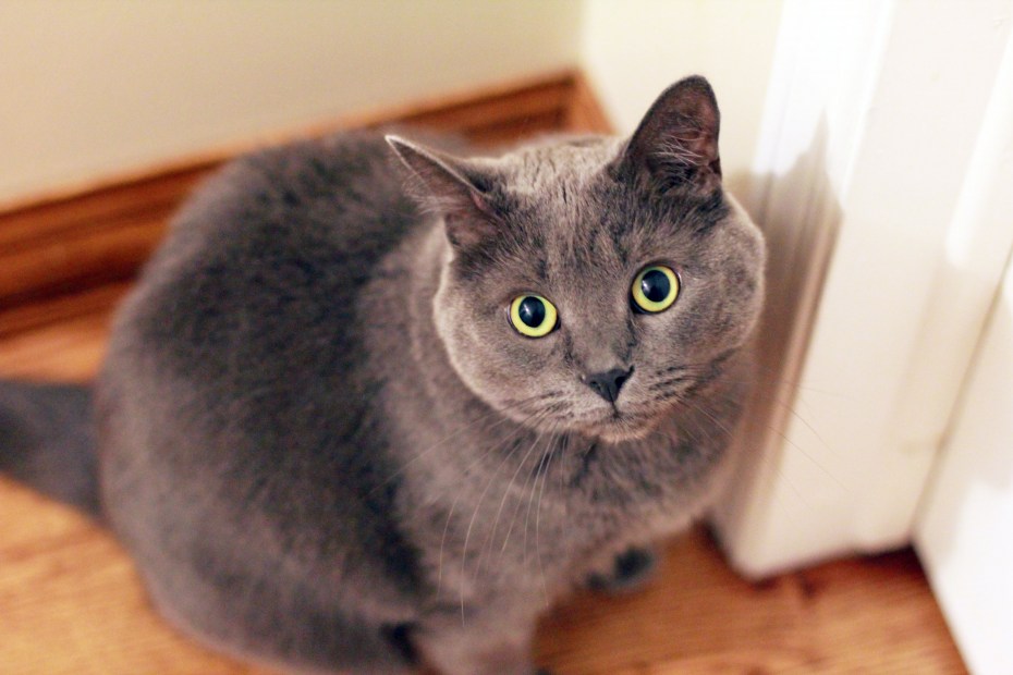 Сибирский голубая кошка короткошерстная