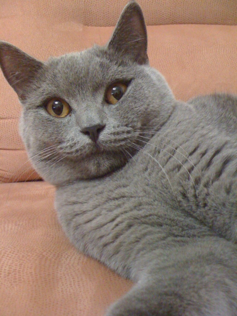 Пепельная кошка