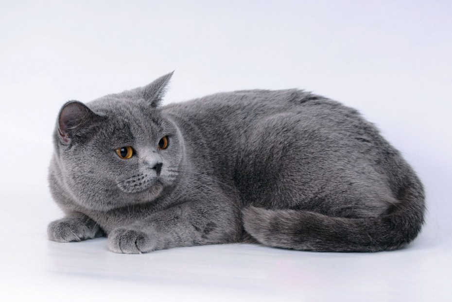 Русская голубая кот