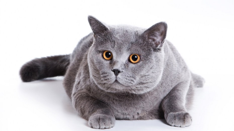Британская кошка