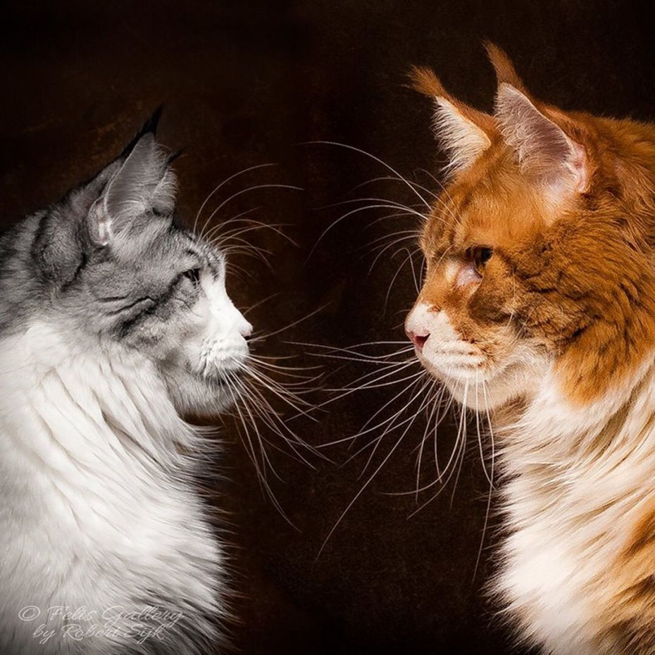Котики Мейн куны