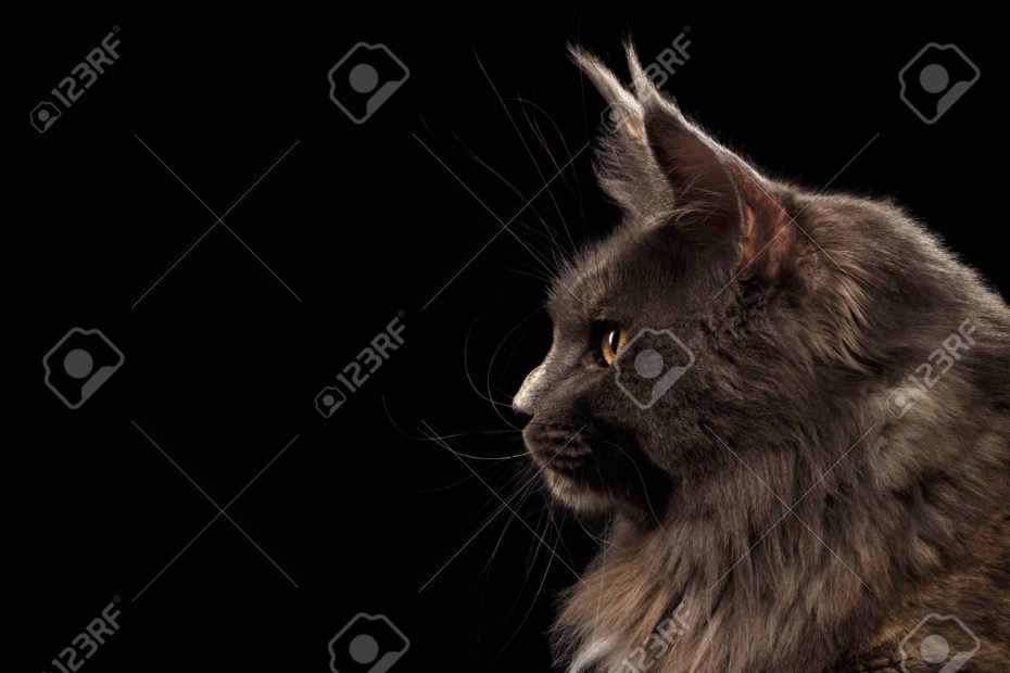 КУОР кот