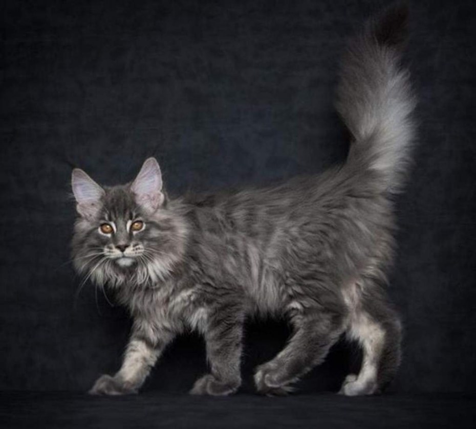 Котёнок мейкуна профиль