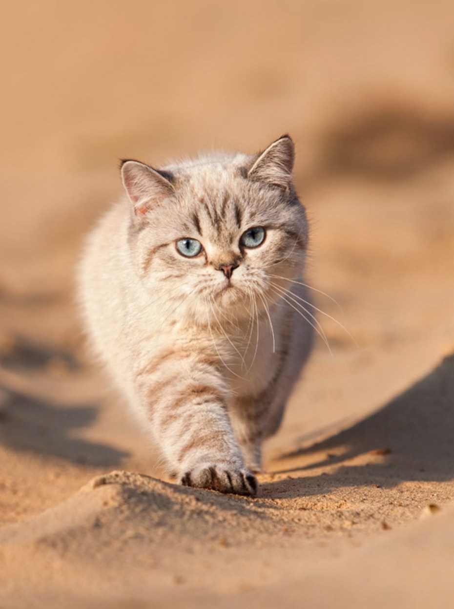 Кот в песке