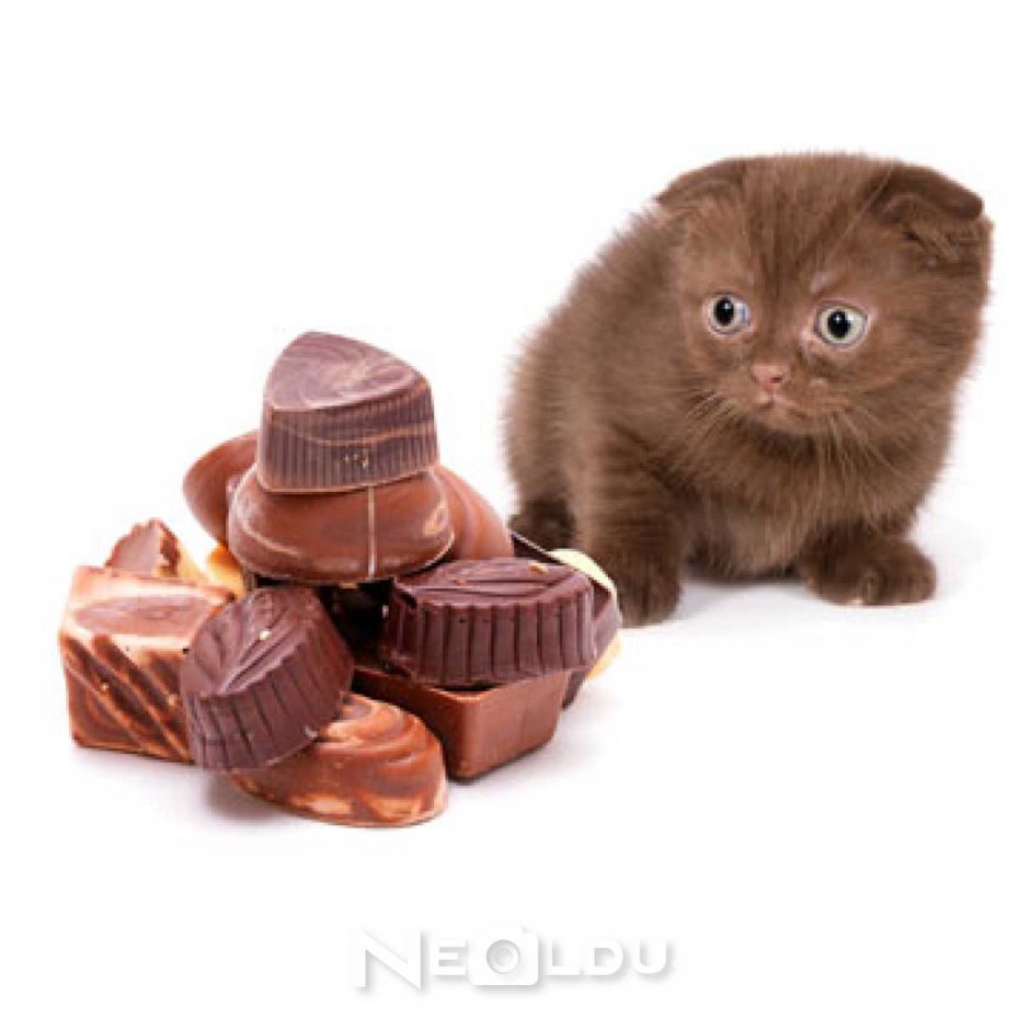 Шоколадный котик