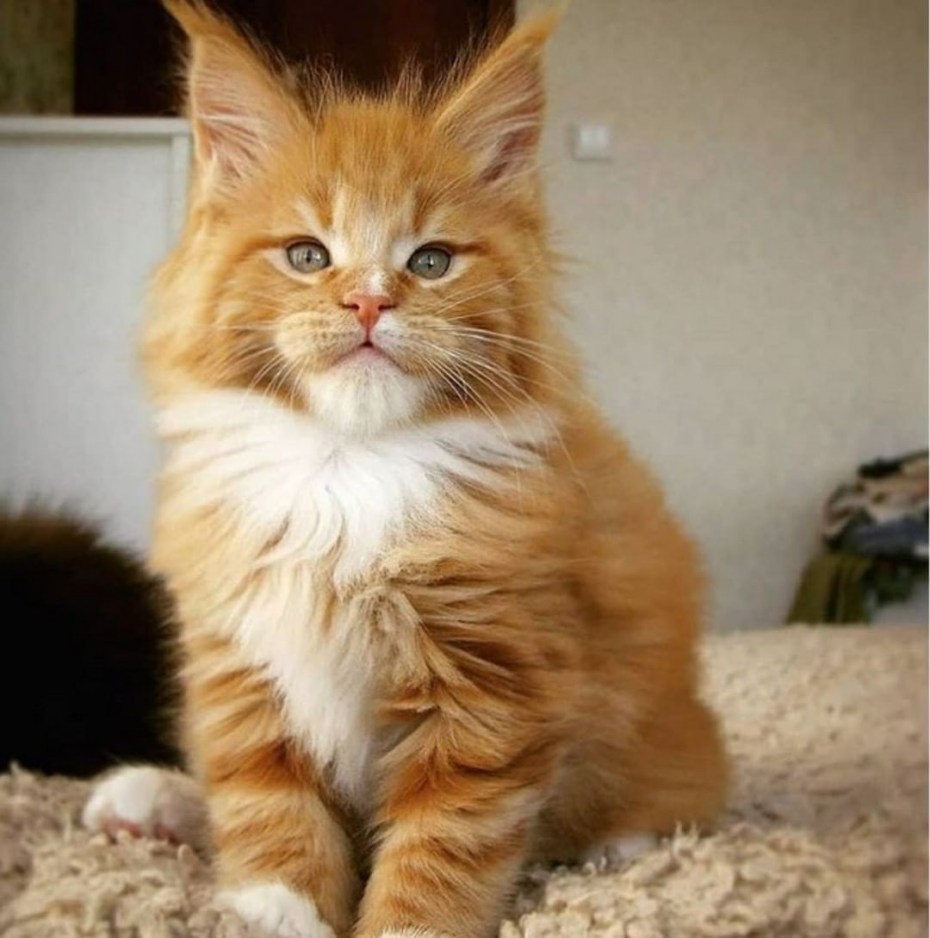 Рыжие Мейн куны котята