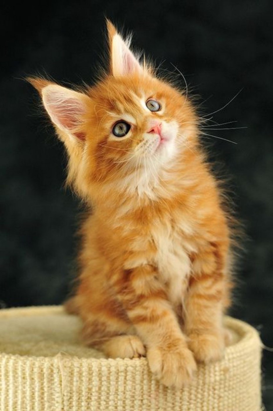Мейн кун рыжий котенок