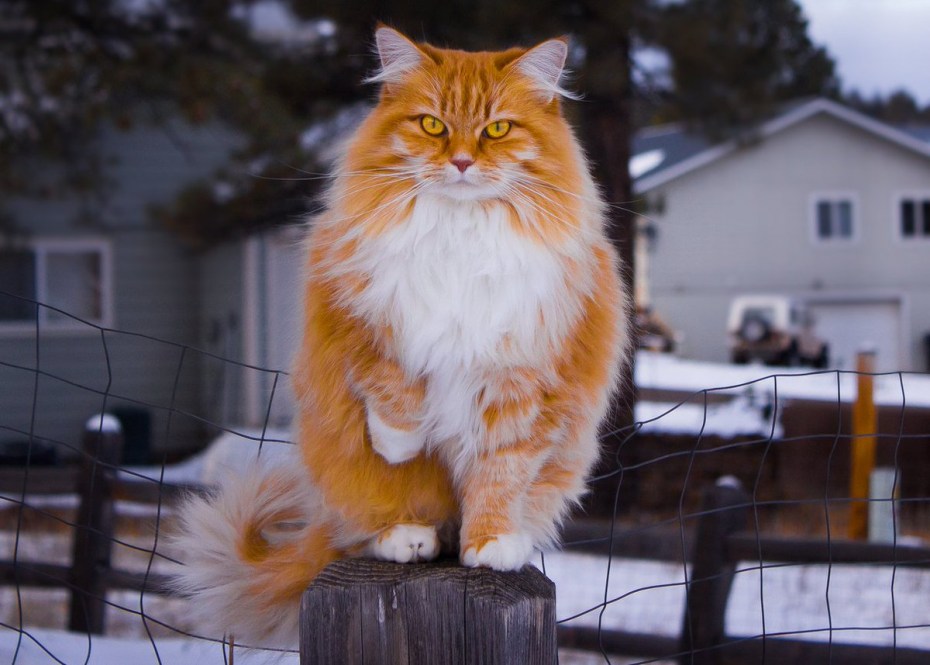 Норвежская Лесная кошка рыжая