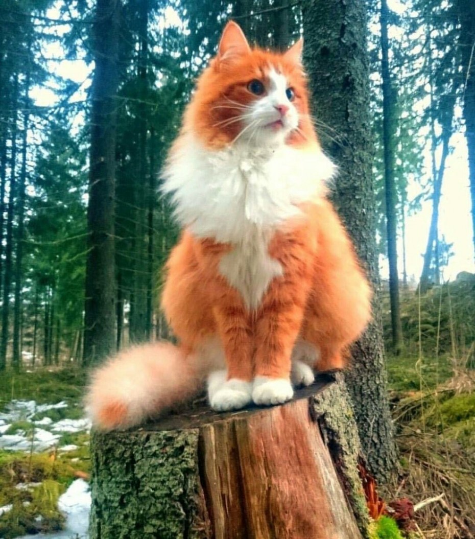 Норвежская Лесная кошка рыжая