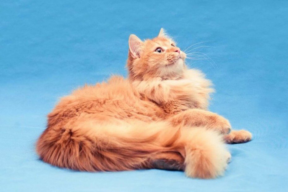 Рыжие пушистые коты