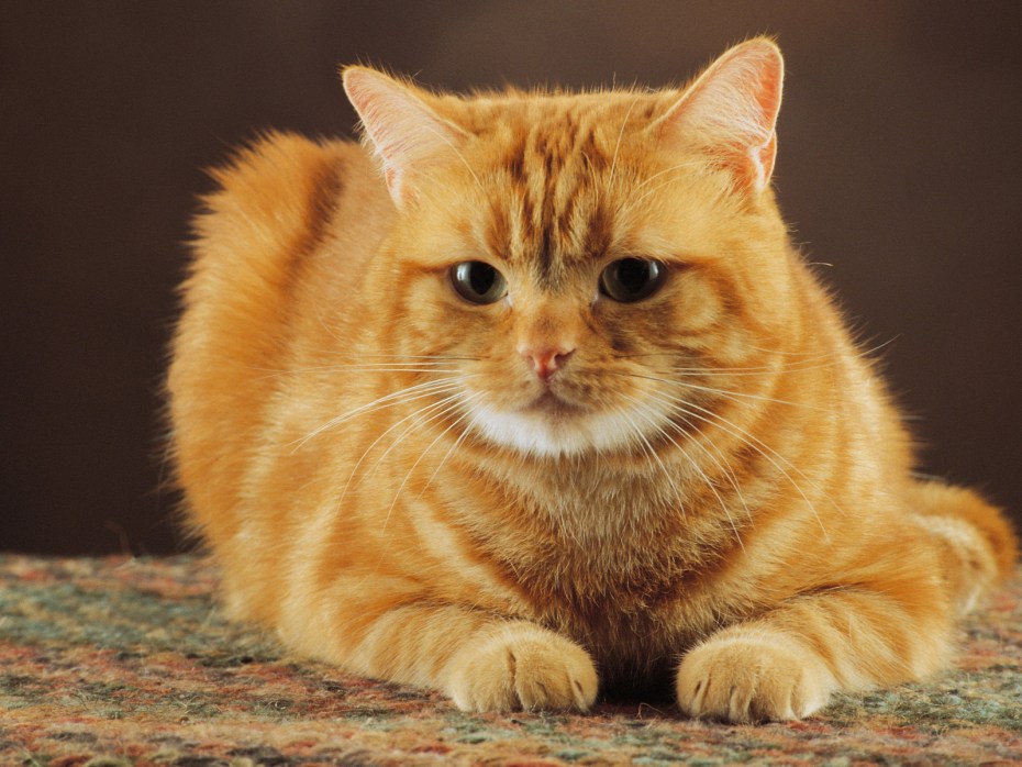 Рыжая кошка